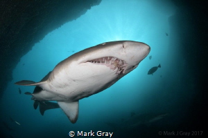 Grey Nurse Shark (Carcharias taurus) at Fish Rock Cave, o... by Mark Gray 